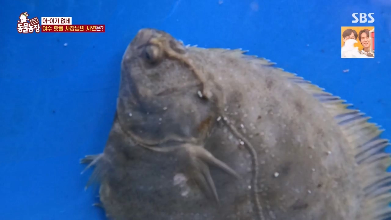 TV 동물농장.E1168.240422p-NEXT.mp4_20240421_170936.753.jpg