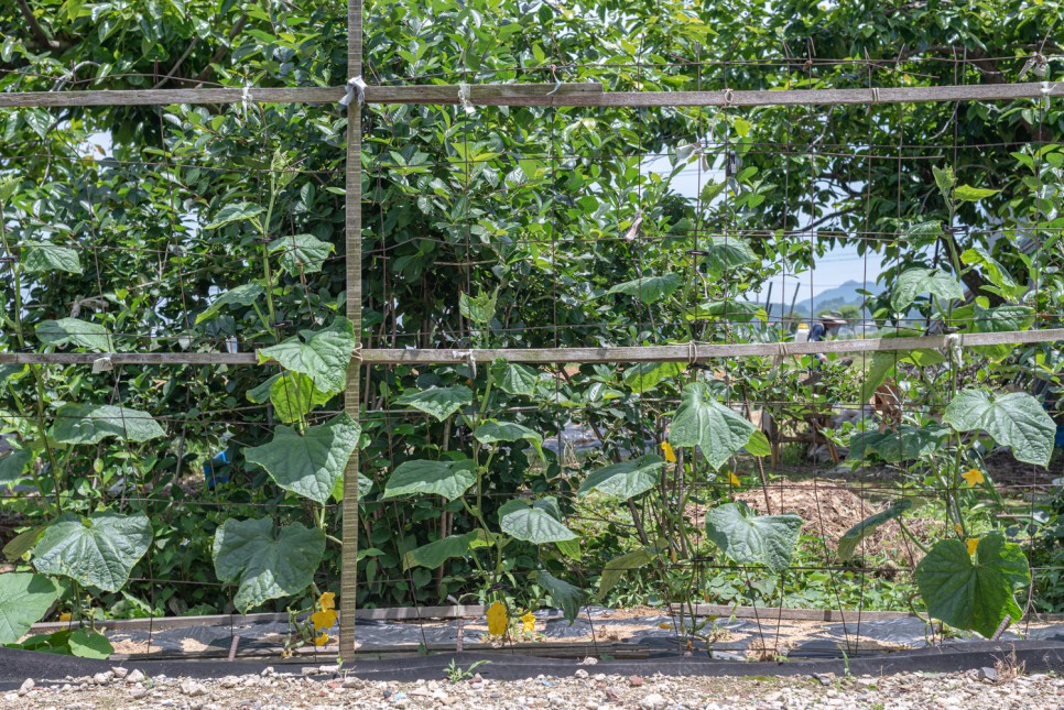 꽃사진 여름의 시골 15