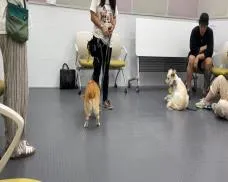 강아지 사회화 예절 훈련