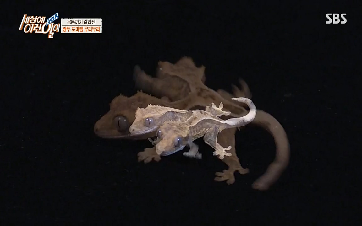 순간포착 세상에 이런일이.E1174.220406p-NEXT.mp4_20220406_174441.088.jpg