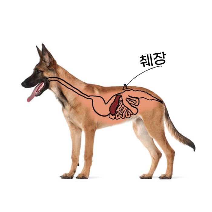 강아지 췌장 위치