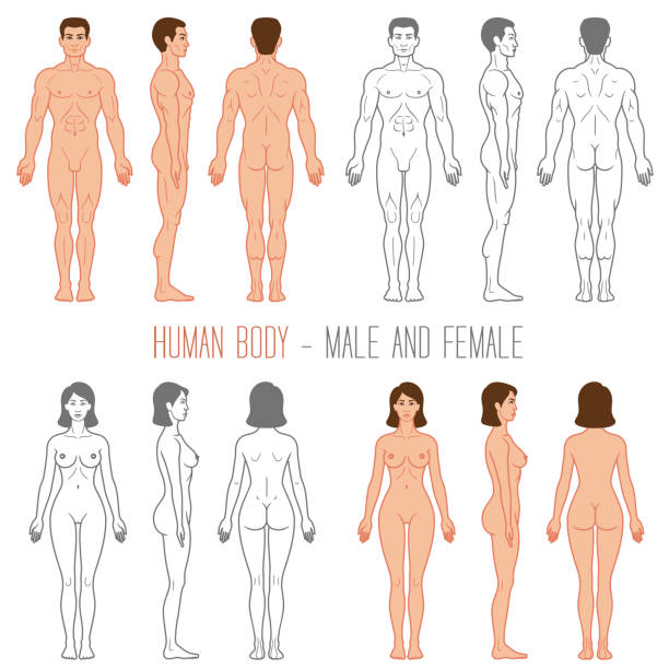 남성과 여성 신체