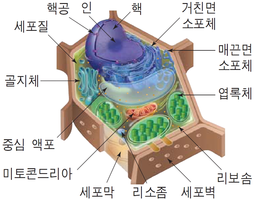세포의 구조와 기능 : 네이버 블로그