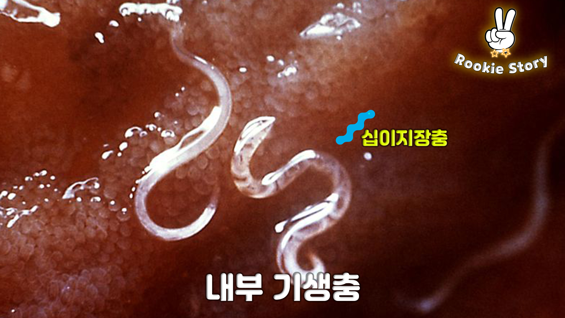  강아지 기생충 및 구충제 투약 시기