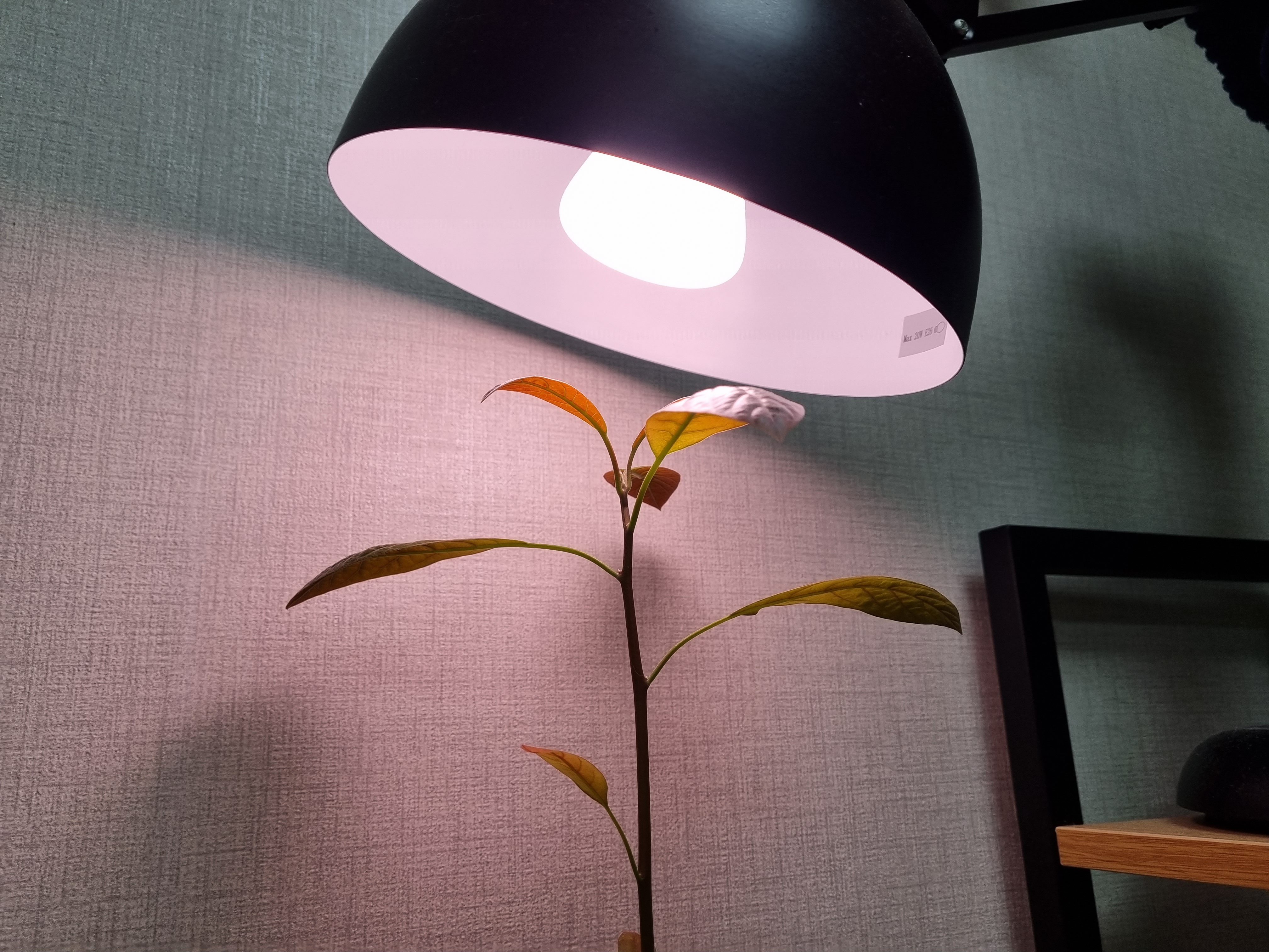  태양빛이 들지 않는 곳에서 블루투스 조명(hue bulb)으로 식물 키우기는 가능한가 - 부제: 필립스 스마트전구의 플리커 현상