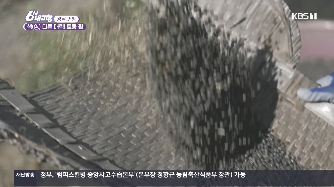 6시 내고향.E7897.231025p.H264-F1RST.mp4_20231025_202859.607.jpg