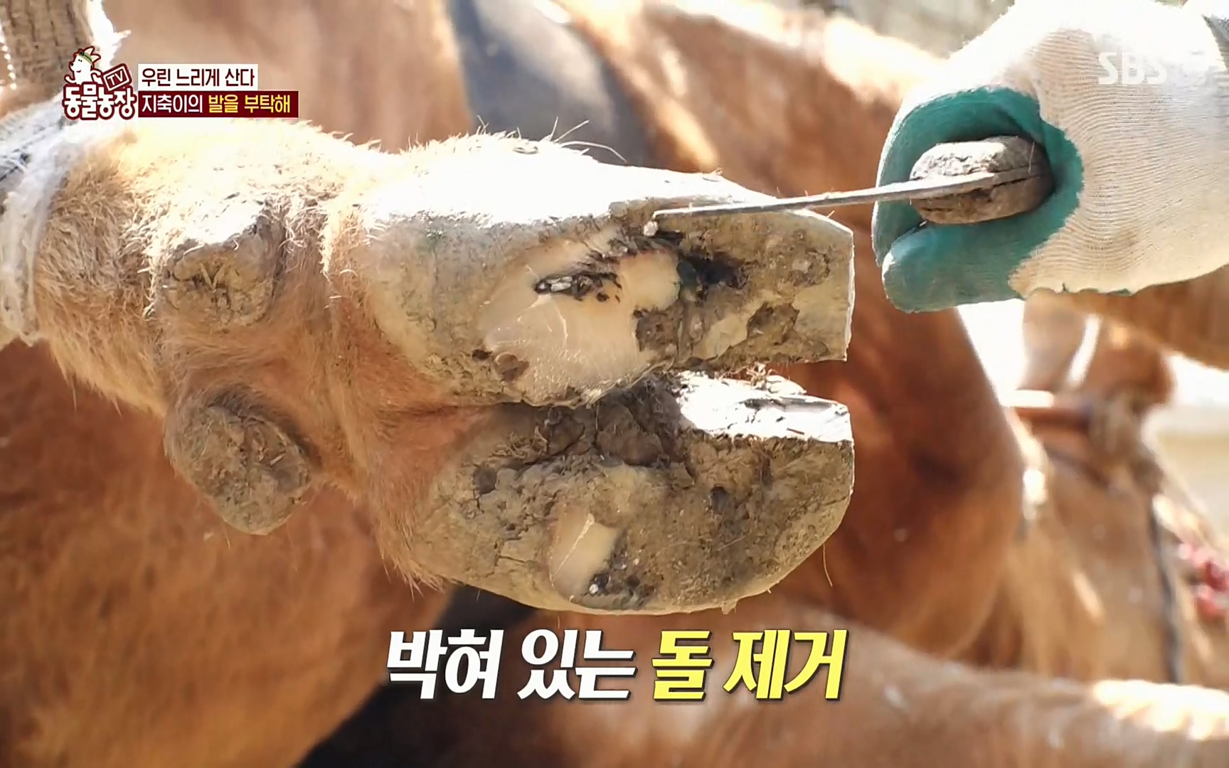 TV 동물농장.E1074.220619p.H264-F1RST.mp4_20220619_181755.486.jpg