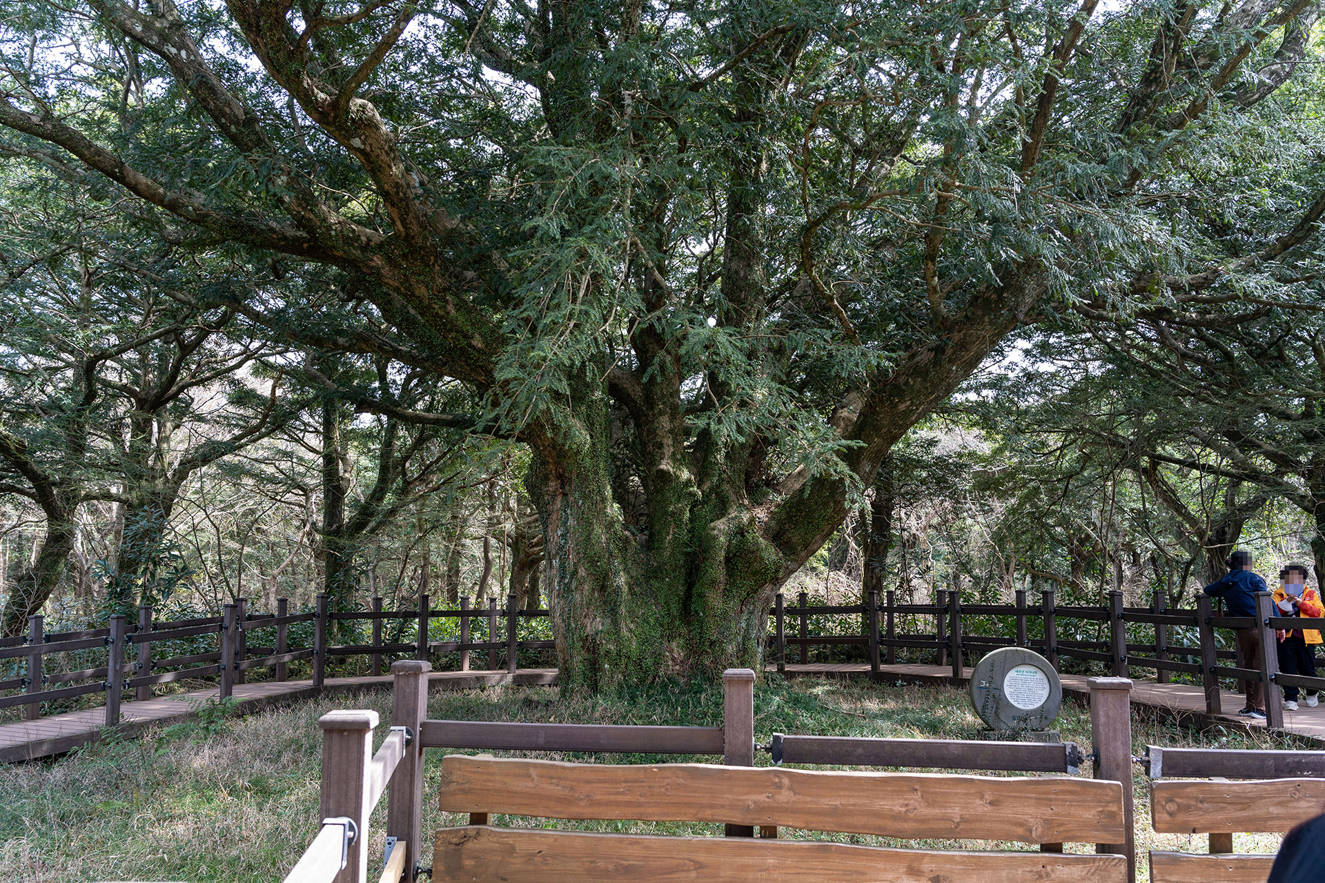 비자림 새 천년 비자나무