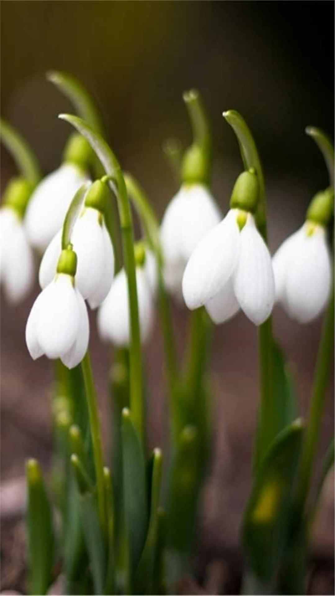 Snowdrop Flower iPhone Wallpaper