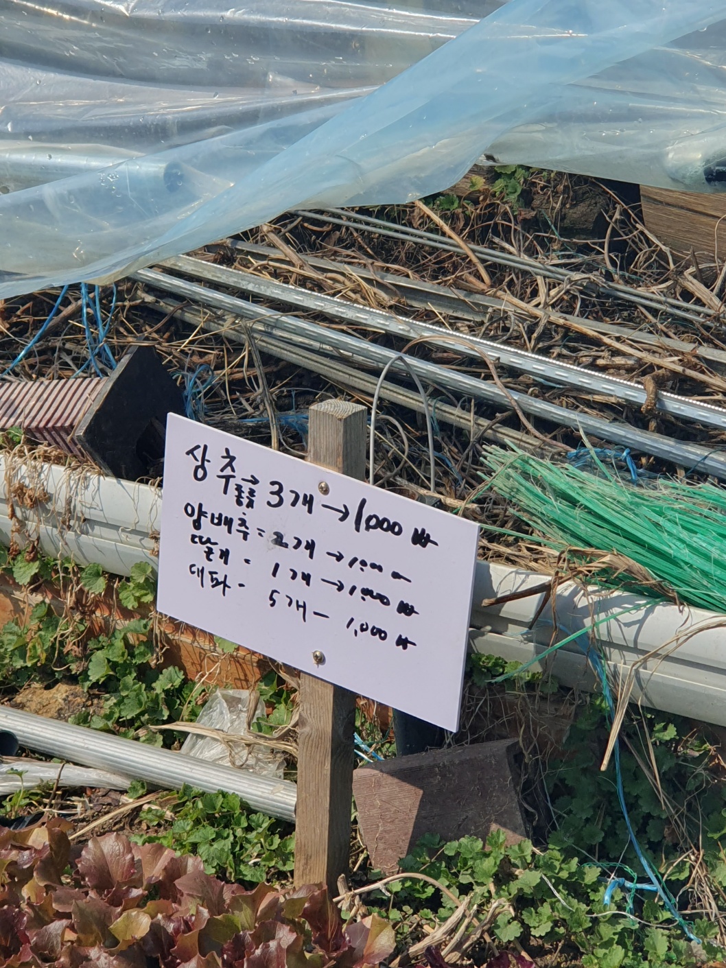 농장 판매 모종 2~3개 1천원