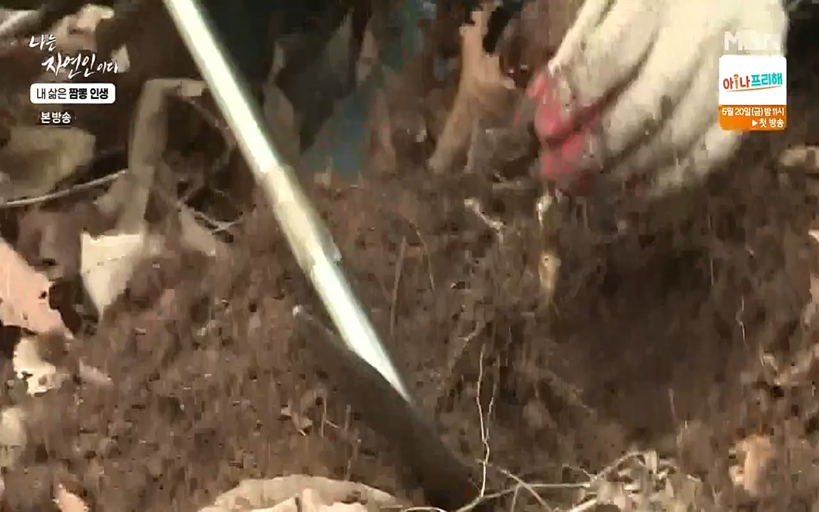 나는 자연인이다.E502.220519p-NEXT.mp4_20220519_182344.828.jpg