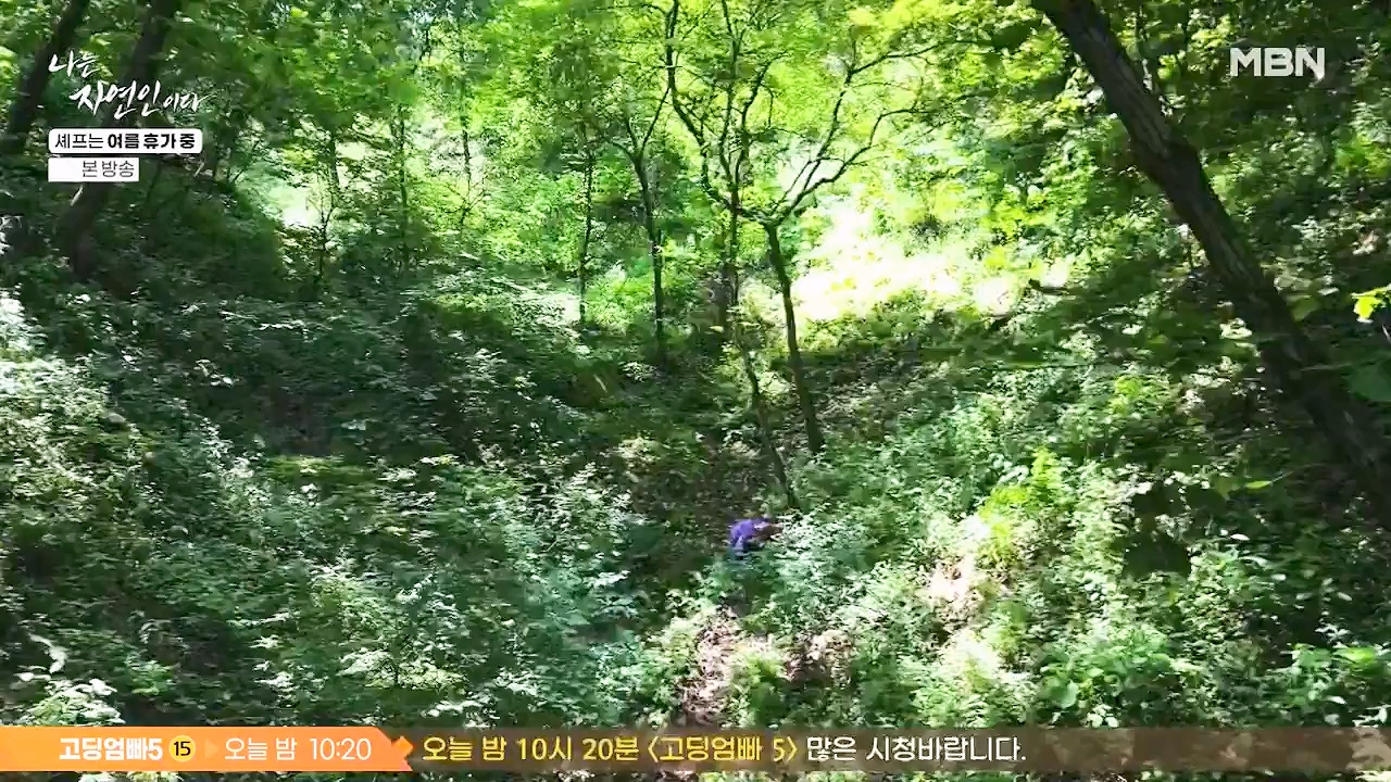나는 자연인이다.E611.240627p-NEXT.mp4_20240627_195556.911.jpg
