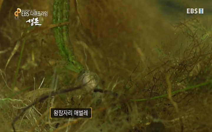 EBS 다큐프라임_ 220628.avi_20220629_205510.555.jpg