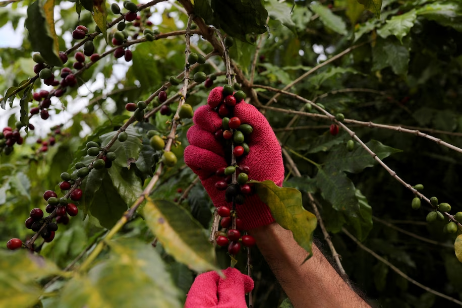 엘리뇨의 피해를 받은 커피나무의 커피체리