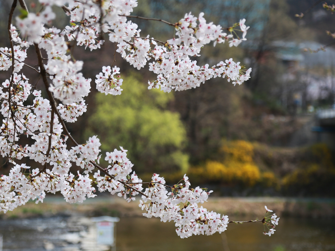 피어나네 픽사베이 에디터스 초이스에 선정된 무료 이미지 벚꽃 사진