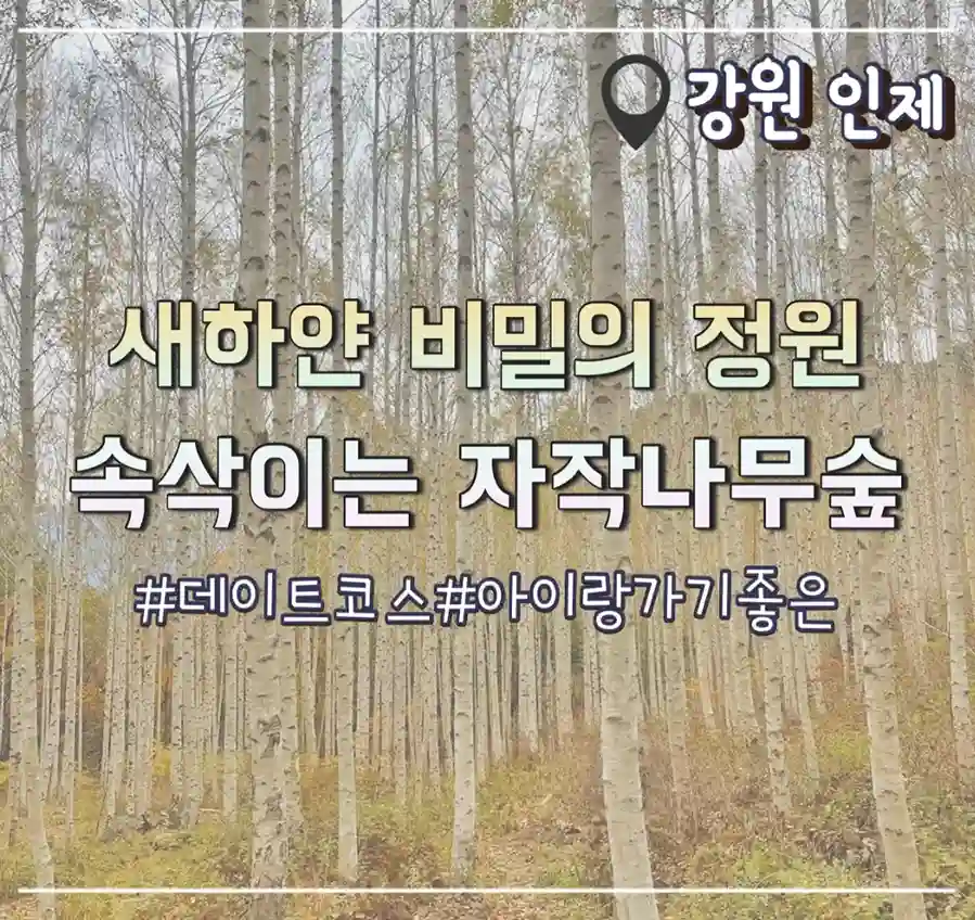  인제 자작나무숲 새하얀 가을 속 겨울왕국 원대리 속삭이는자작나무숲