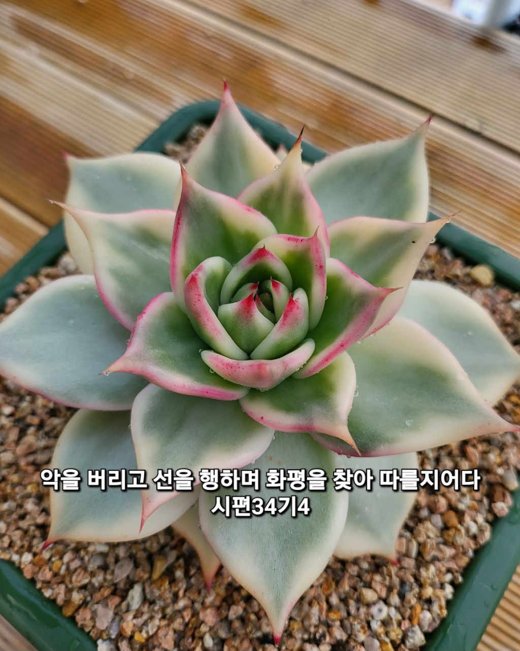 화평 이미지