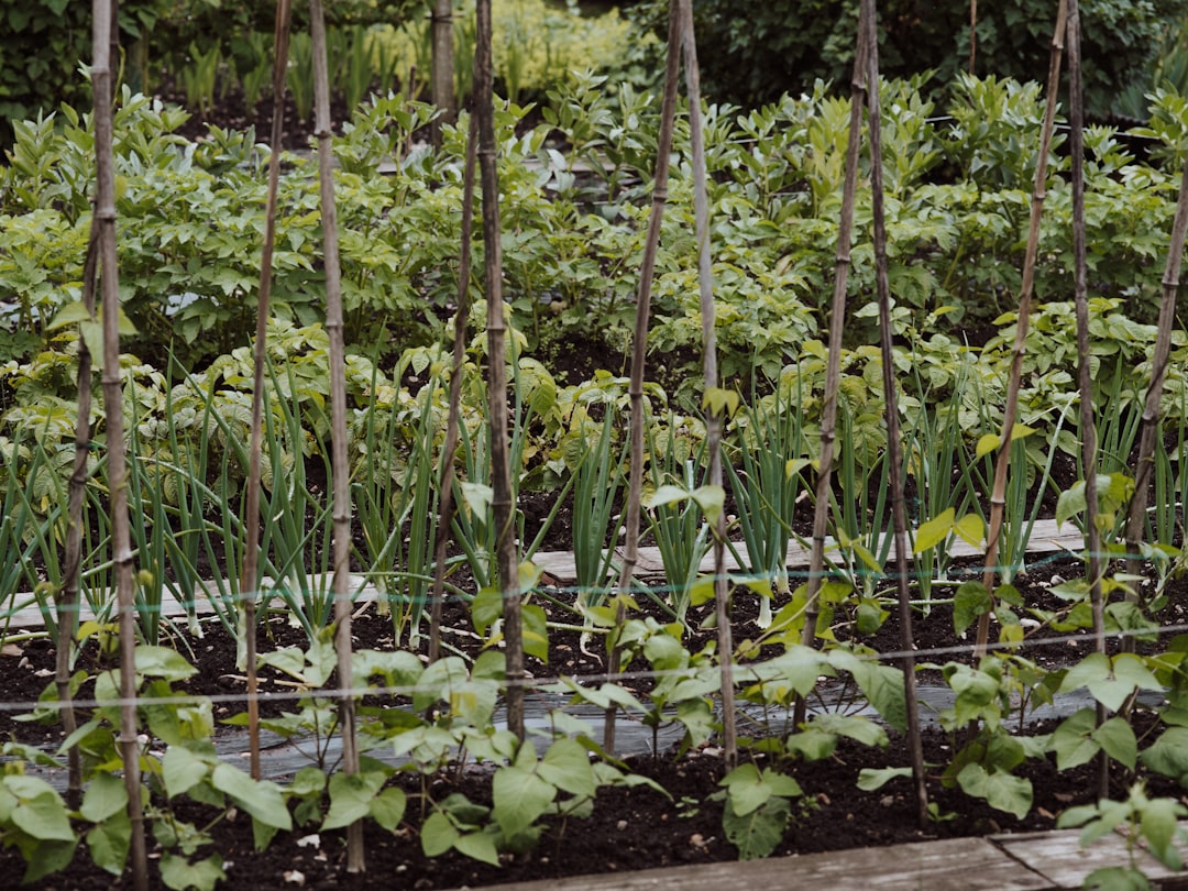 Self-sufficiency