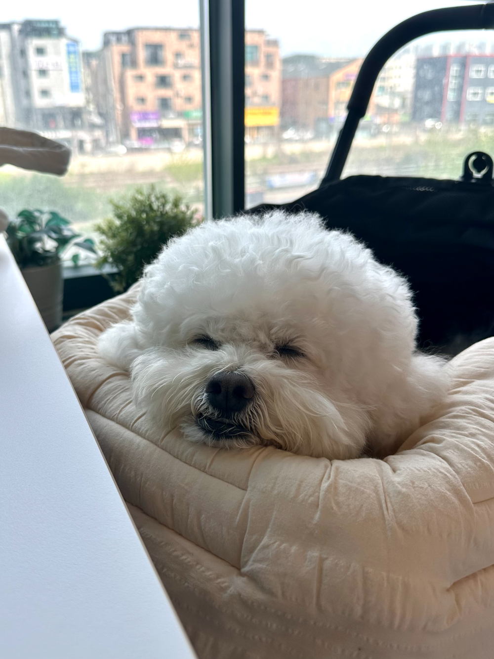 야당 샹젤리제 안에서 자고있는 강아지