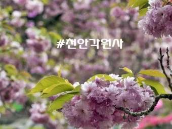 전국 겹벚꽃 명소 베스트 10 관광지_7