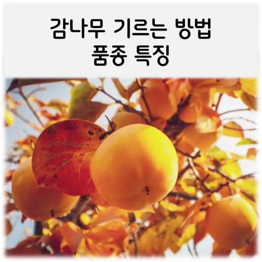  감나무는 어떻게 기르나요?