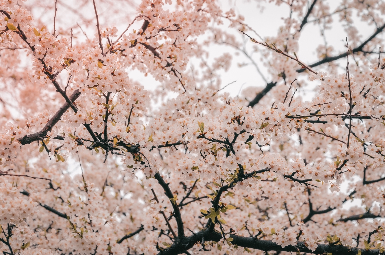 서울근교 벚꽃명소