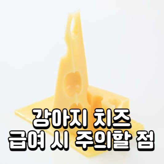 강아지 치즈 급여 시 주의할점