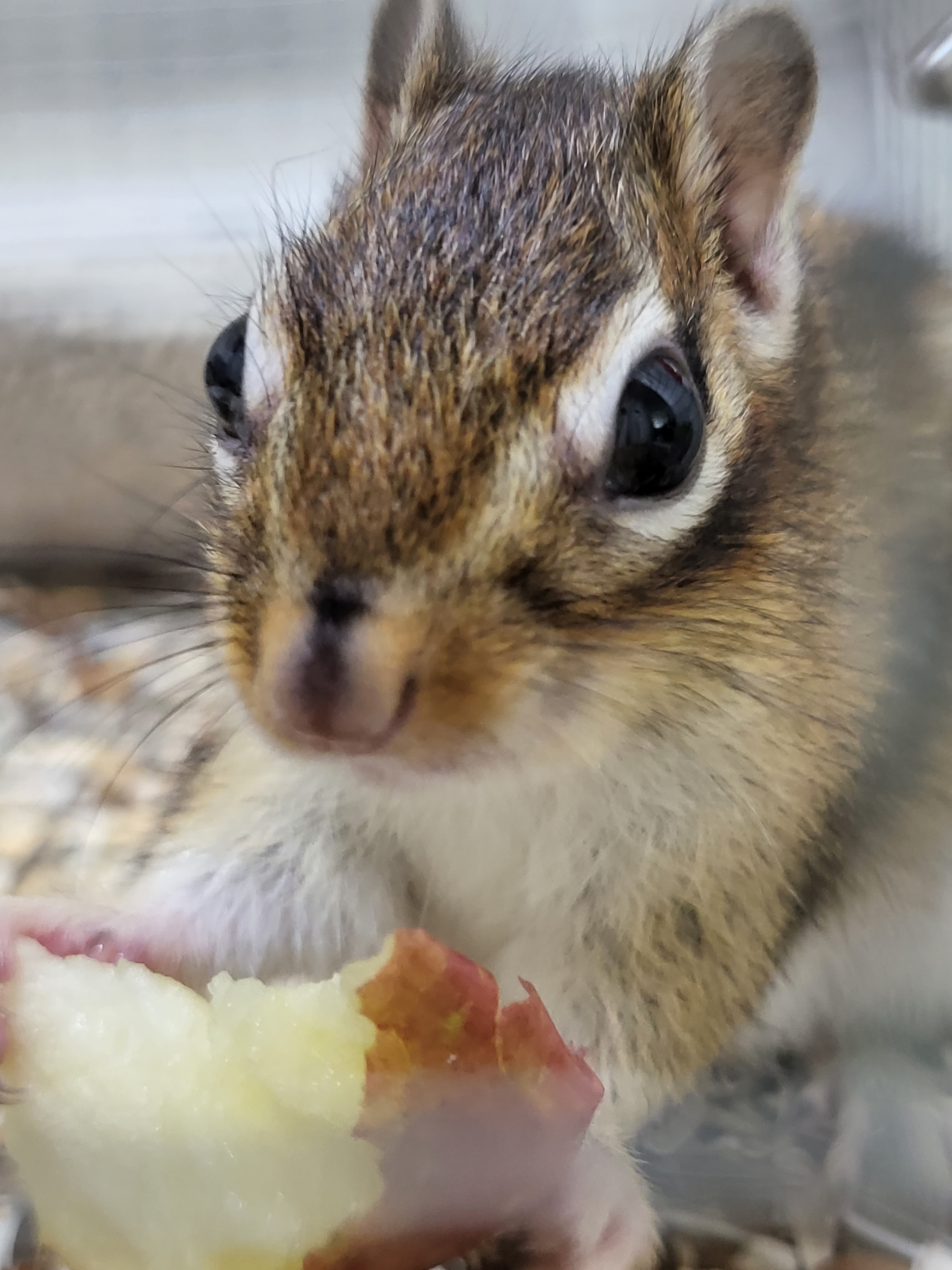 사과를 들고 있는 다람쥐