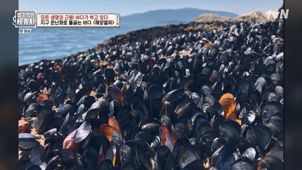 벌거벗은 세계사.E90.230315p-NEXT.mp4_20230419_212555.255.jpg