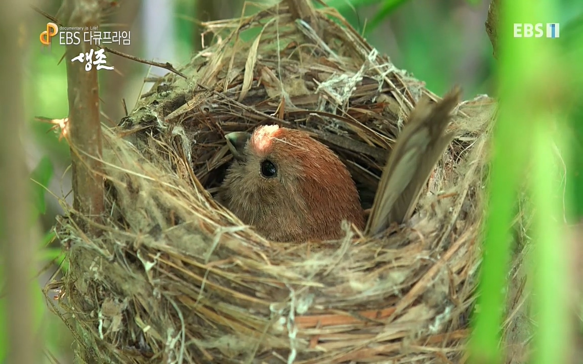 생존 3부_ EBS 다큐프라임_ 220629.avi_20220701_203558.023.jpg