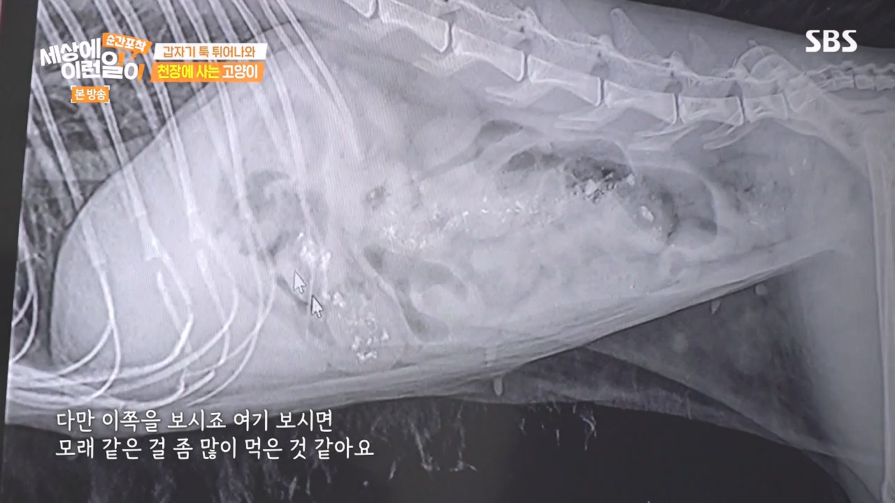 순간포착 세상에 이런일이.E1259.240107p-NEXT.mp4_20240107_163623.654.jpg