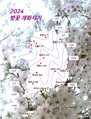 2024 대한민국 벚꽃 개화시기