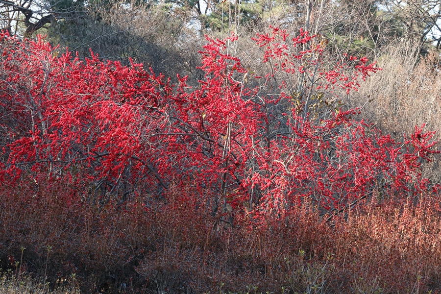 야산지를-붉게-물들이는-미국낙상홍열매