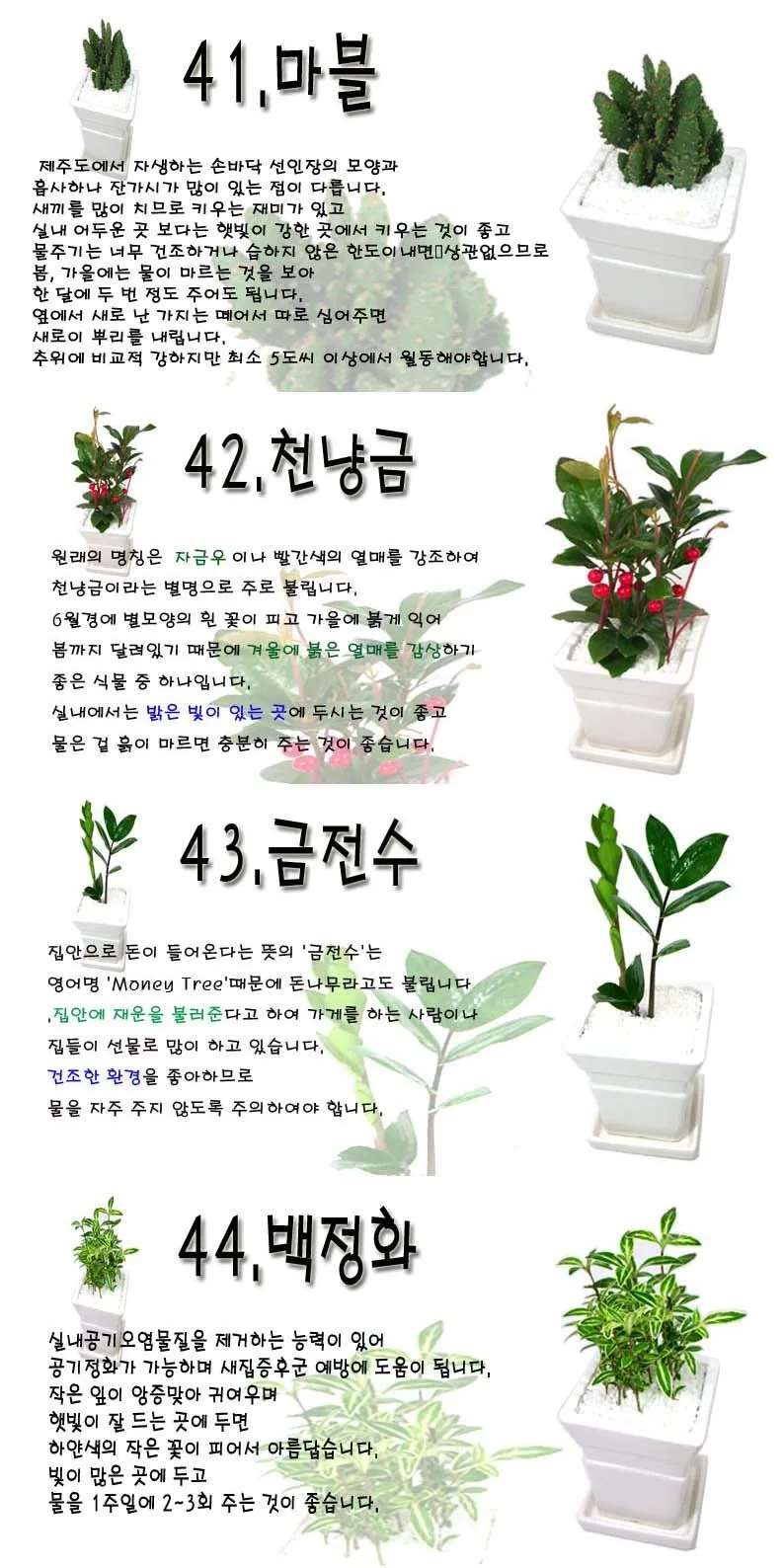 화초 종류 ABC 실내에서 기르기 좋은 아름다운 화초 10선 가이드_3