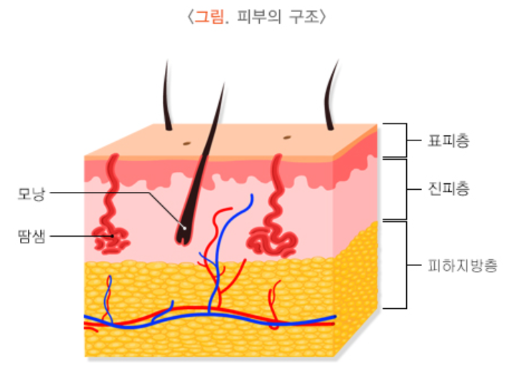 피부의구조