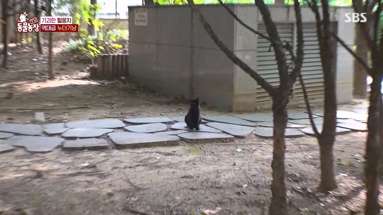 TV 동물농장.E1143.231030p-NEXT.mp4_20231029_164109.086.jpg