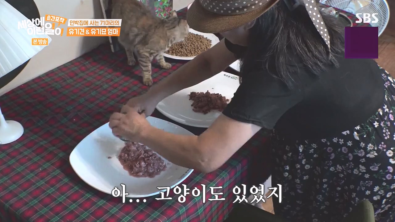 순간포착 세상에 이런일이.E1244.230903p-NEXT.mp4_20230903_173252.175.jpg