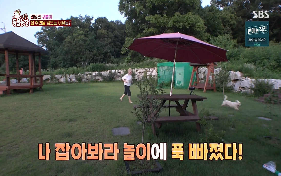 TV 동물농장.E1080.220732p-NEXT.mp4_20220731_174243.119.jpg