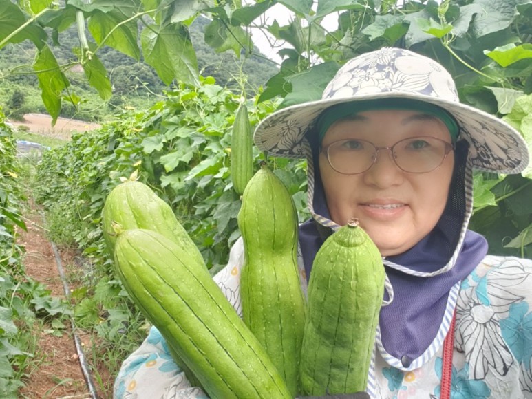 수세미 차코로나시대에 관심받고있는 5