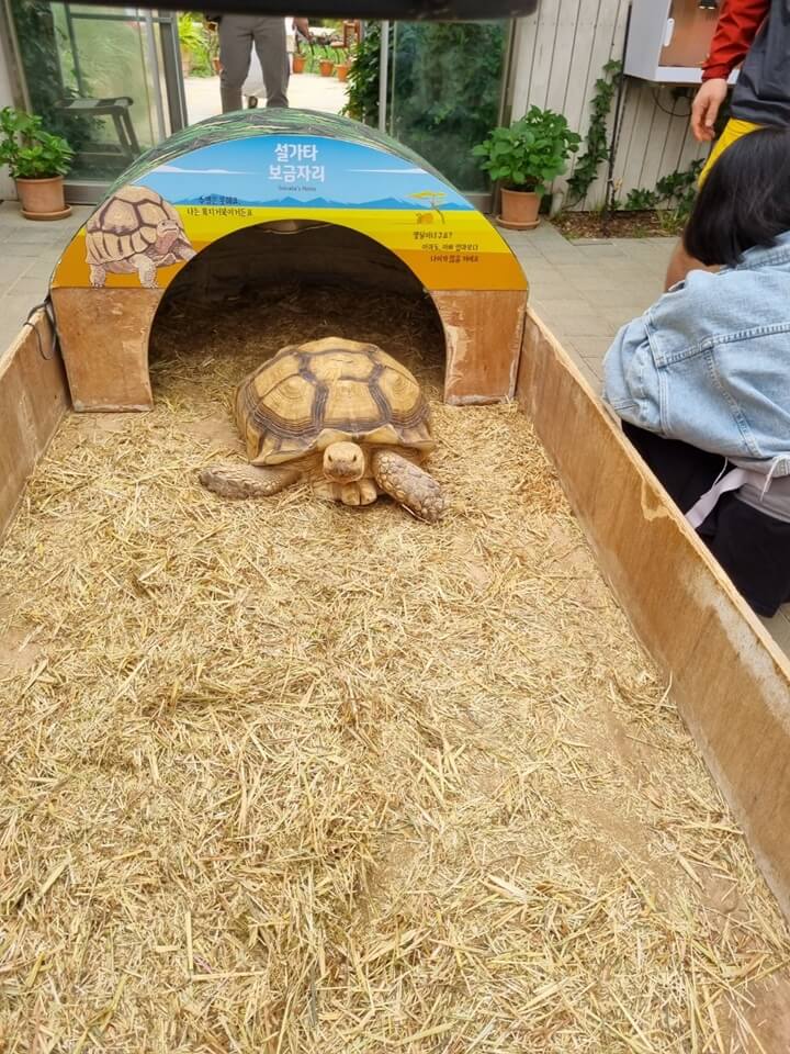 용인-곤충테마파크-거북이