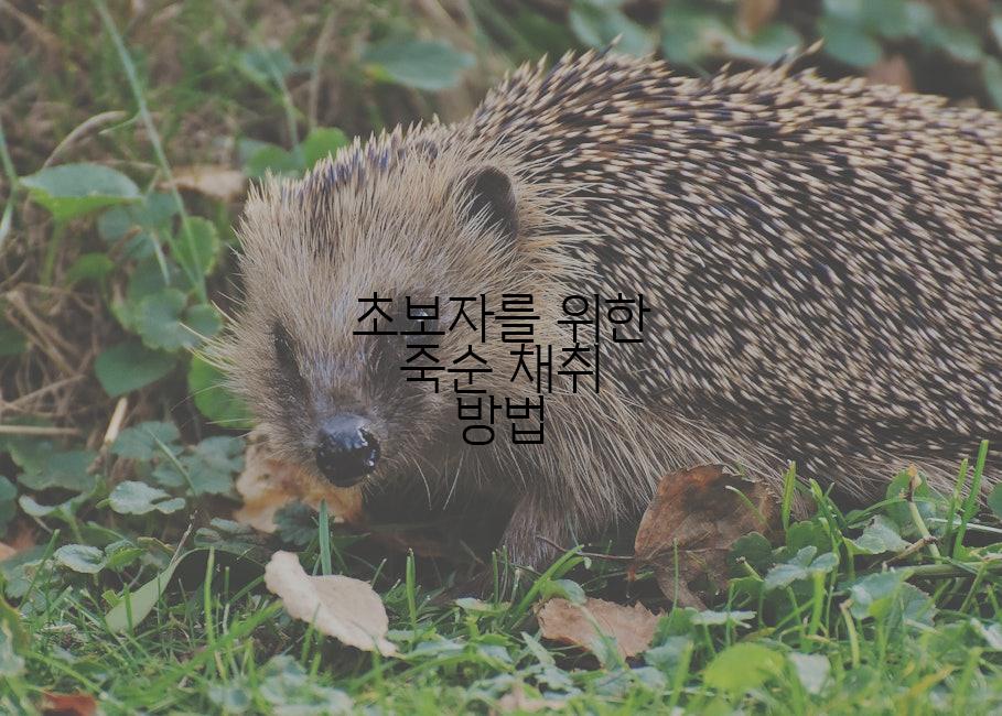 초보자를 위한 죽순 채취 방법
