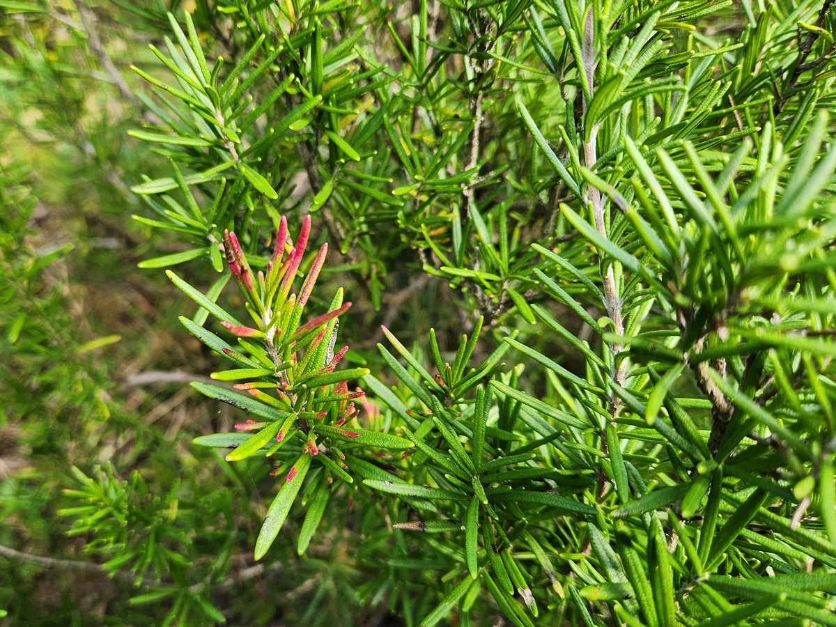 로즈마리 Rosemary