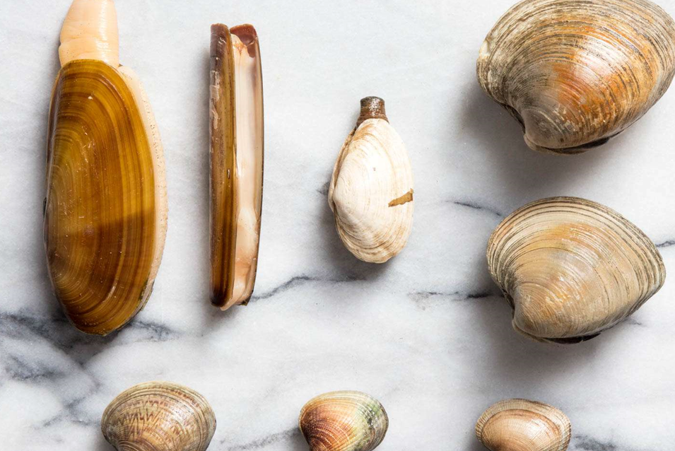 Benefits and side effects of clams