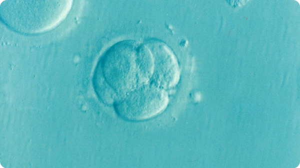  IVF 시험관시술 신선배아 동결배아