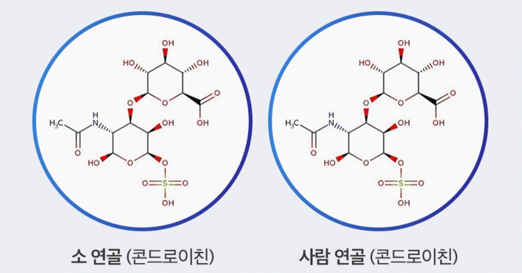 소-사람-연골-콘드로이친