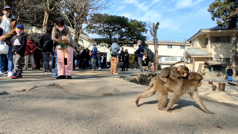 다카사키야마 자연동물원