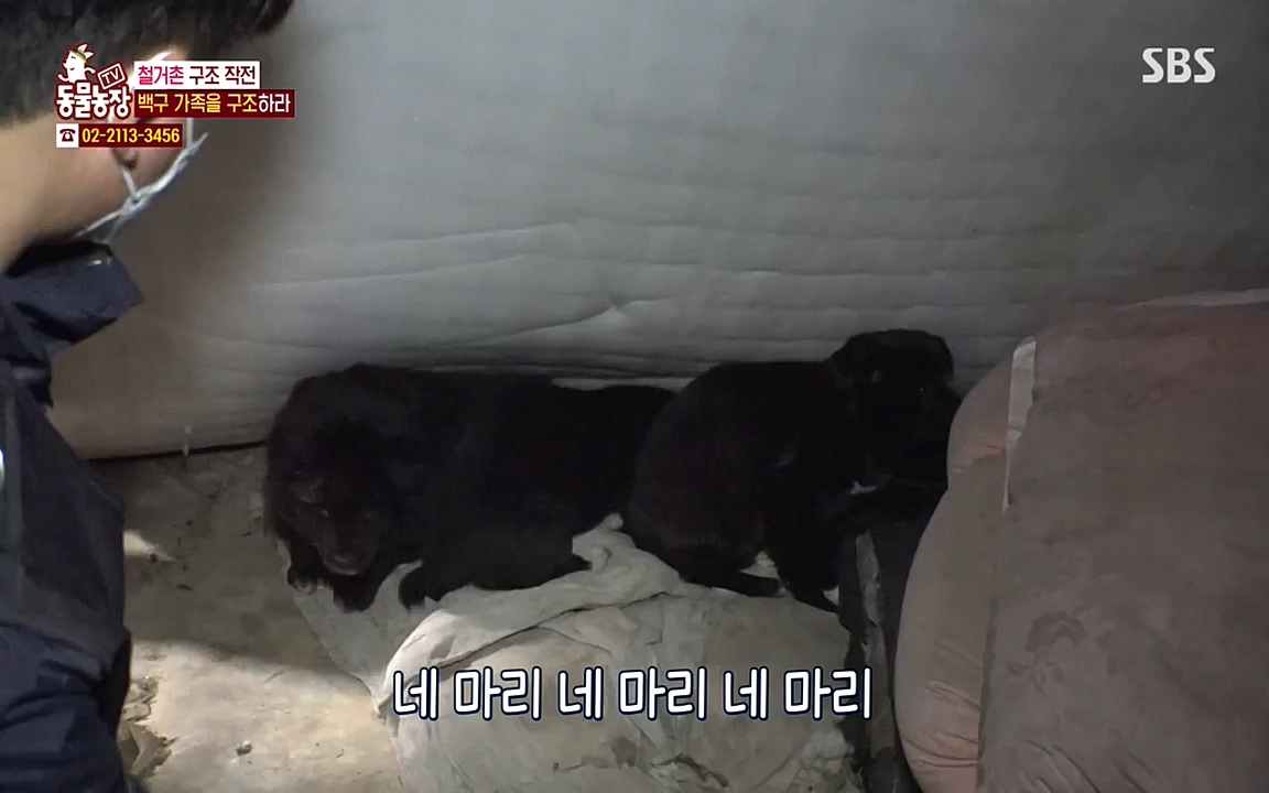 TV 동물농장.E1065.220418p-NEXT.mp4_20220417_181321.172.jpg