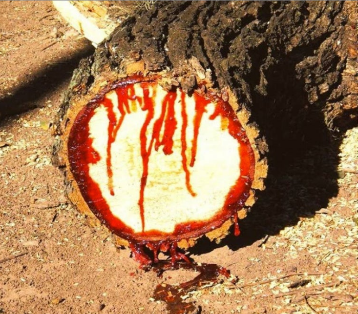  기린갈 (DRAGON'S BLOOD) 효능 및 부작용, 섭취법은?