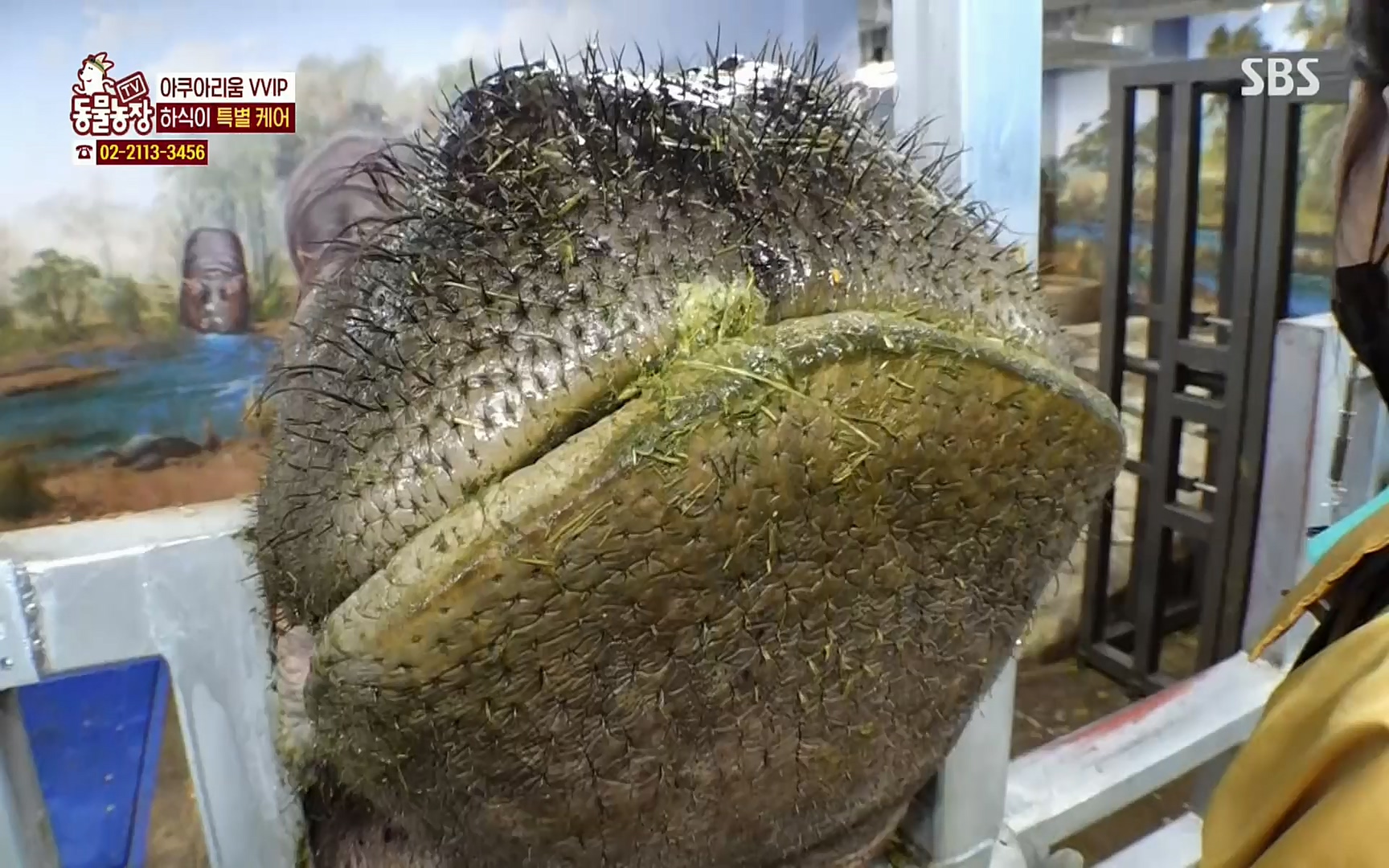 TV 동물농장.E1067.220501p.H264-F1RST.mp4_20220501_184957.043.jpg