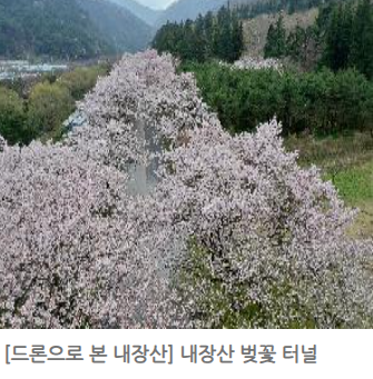 내장산 단풍